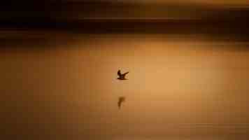 风力发电机组分类与运行环境分析：从原理到实战