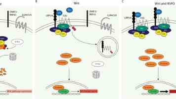 GPT、LLaMA、GLM：Decoder-Only 预训练语言模型架构深度解析与实战