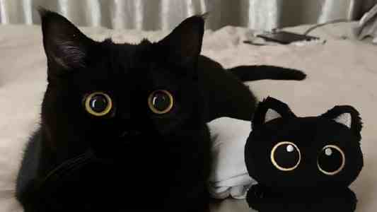 C# Halcon 视觉进阶：OCR 训练与识别实战