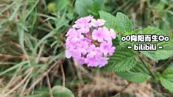 AI赋能：项目重构实战指南与避坑策略