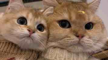 突发！网页打不开，钉钉登不了，微信却正常？后端架构师排坑指南